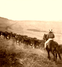 The Cattle Trail in 1905