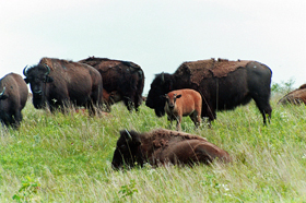 Buffalo at Maxwell Wildlife Refuge